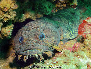 A cuddly little Leopard Toadfish. Four miles offshore fro... by William Goodwin 